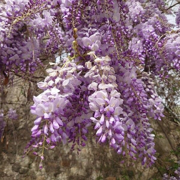 Wisteria sinensis Λουλούδι