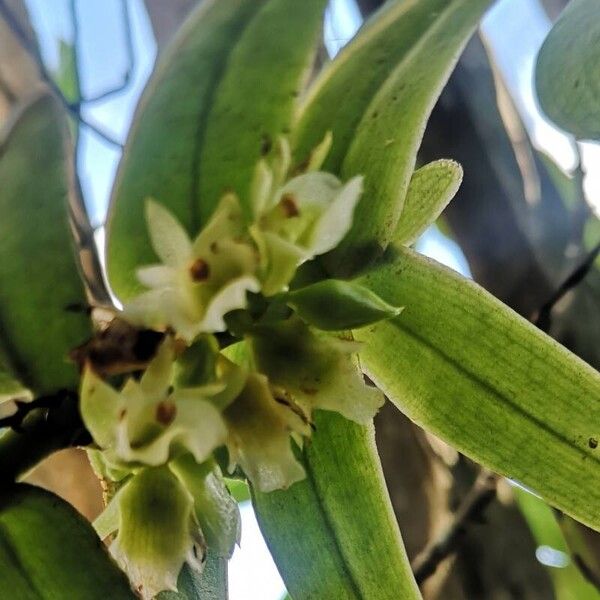 Calyptrochilum christyanum Кветка