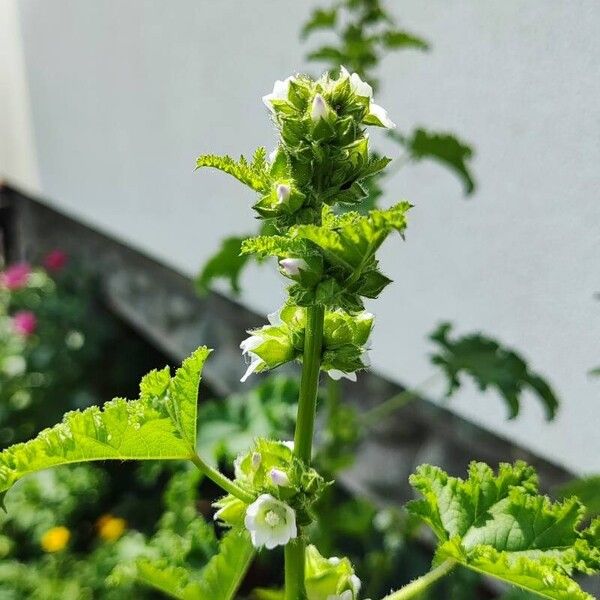 Malva verticillata Muu