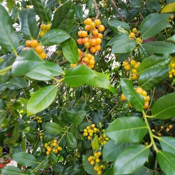 Ilex opaca Flor