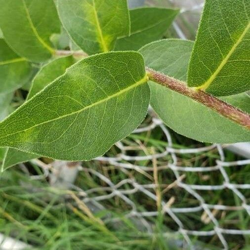 Helianthus pauciflorus Leaf