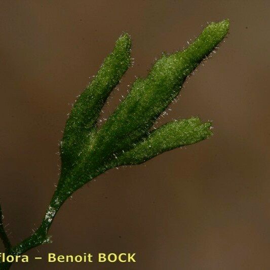 Asplenium seelosii Folha