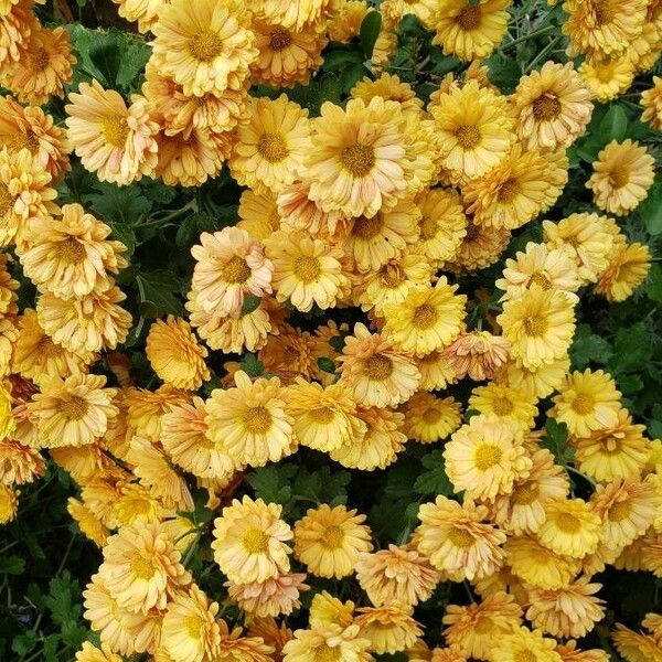 Chrysanthemum × morifolium Квітка