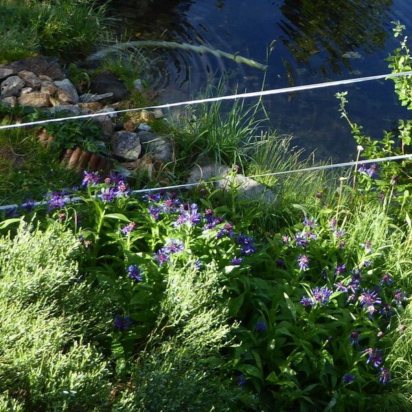 Centaurea montana خشب