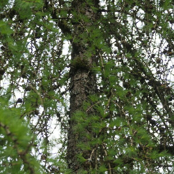 Larix laricina Kôra