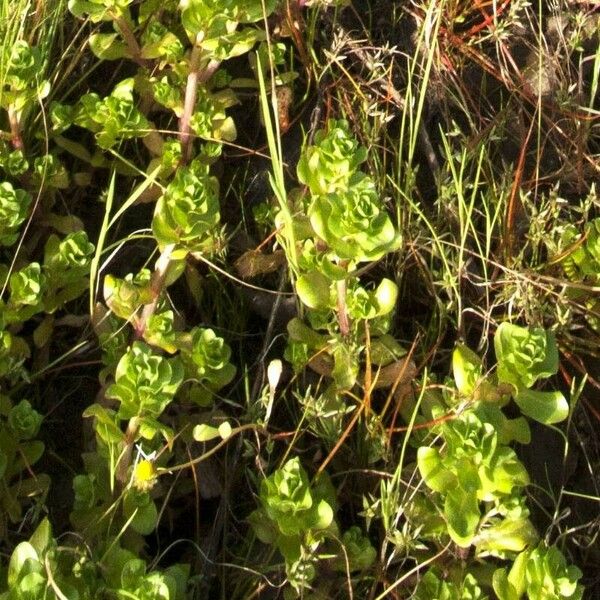 Lythrum borysthenicum Folha