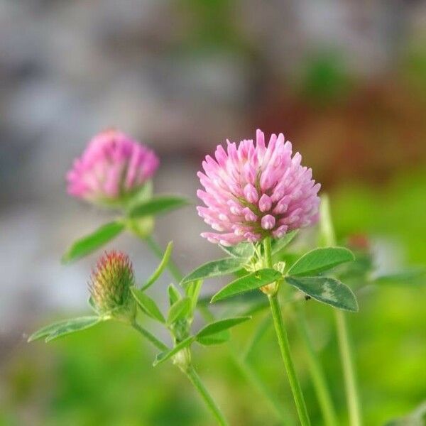 Trifolium pratense Fiore