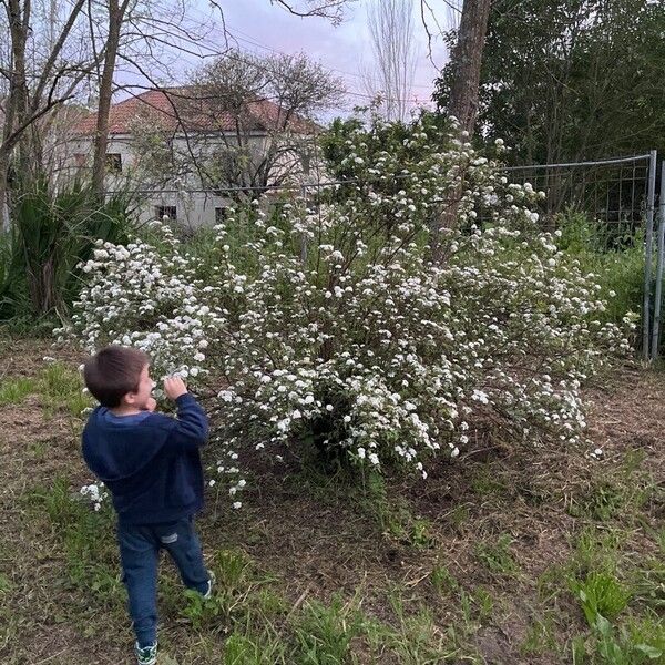 Spiraea cantoniensis Pokrój