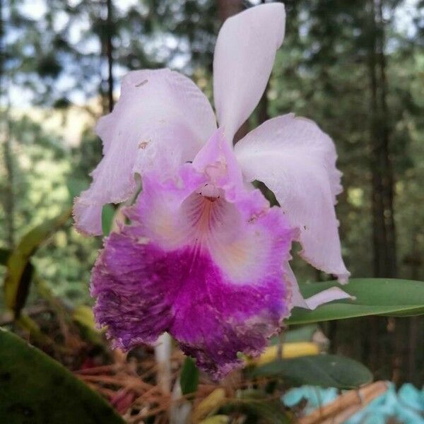 Cattleya trianae Flower