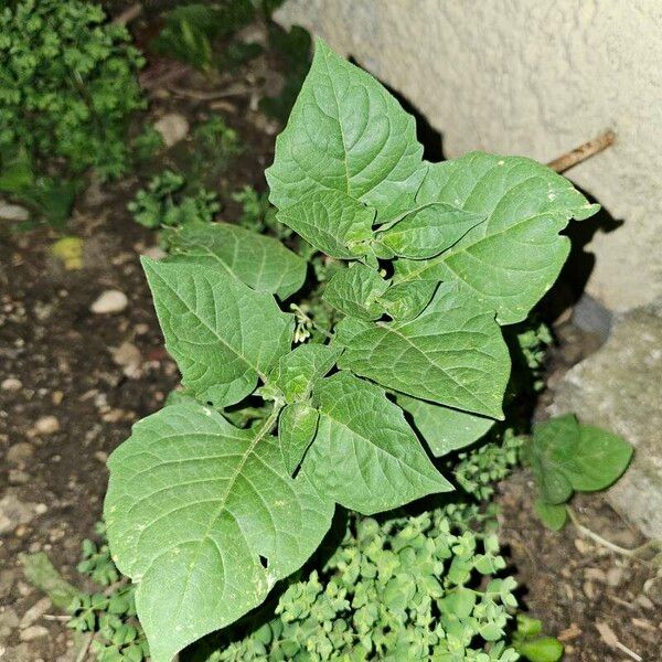 Solanum americanum Folha