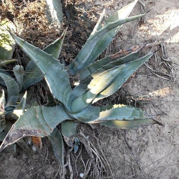 Agave americana Vekstform