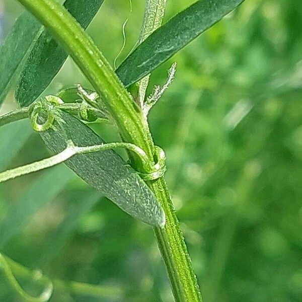 Vicia cracca Rusca