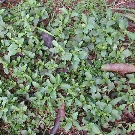 Acanthospermum australe Habit