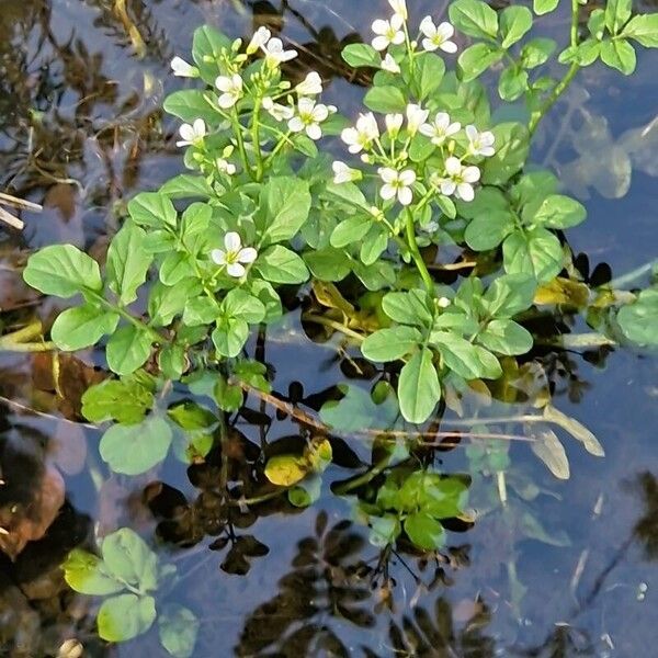 Cardamine amara Habit