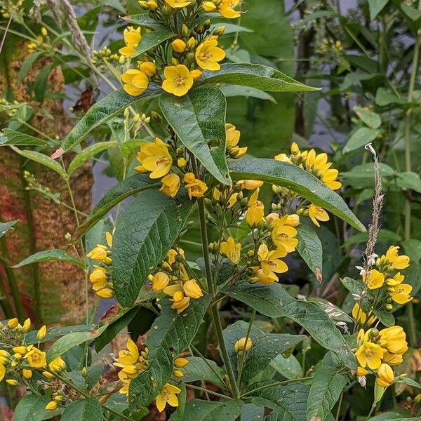 Lysimachia vulgaris Агульны выгляд