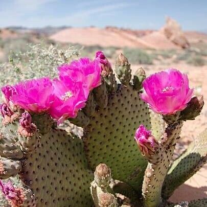 Opuntia basilaris Kukka