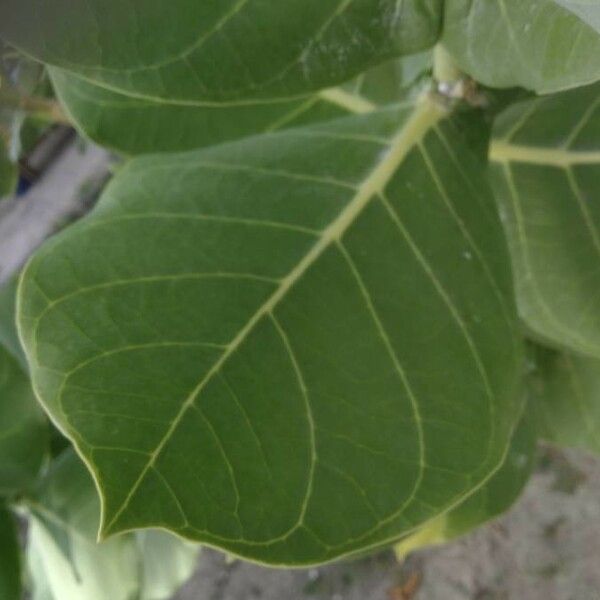 Calotropis procera Leaf