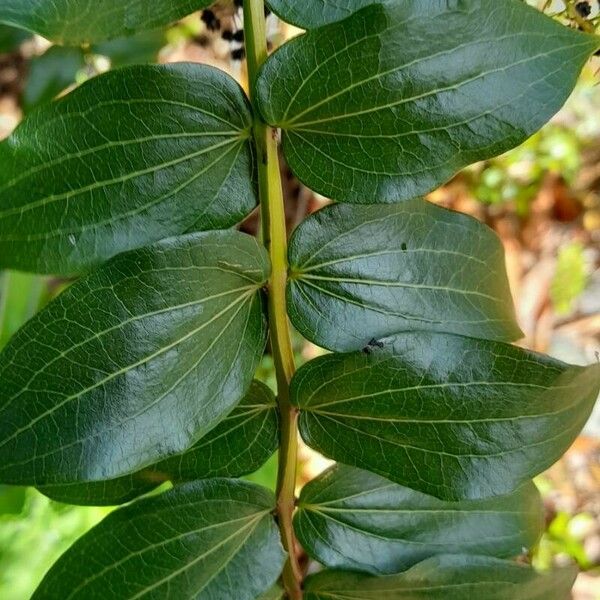 Coriaria ruscifolia 葉