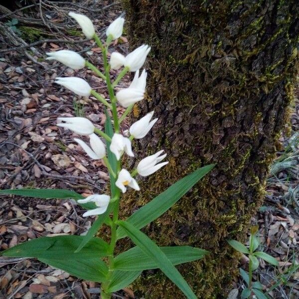 Cephalanthera longifolia Flors