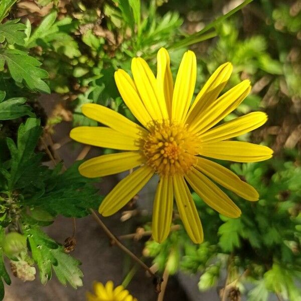 Euryops chrysanthemoides Blüte