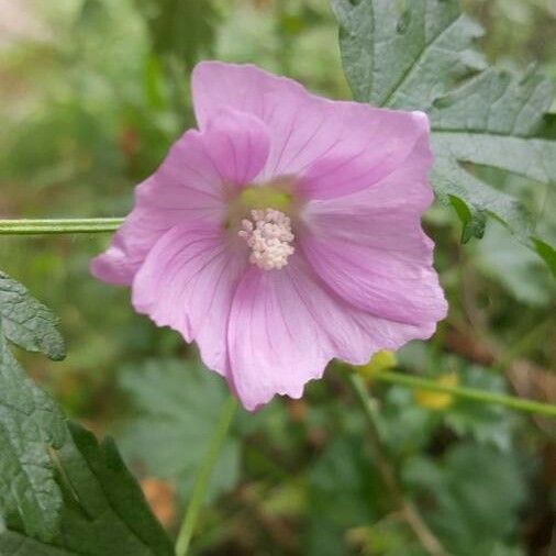 Malva alcea Flower