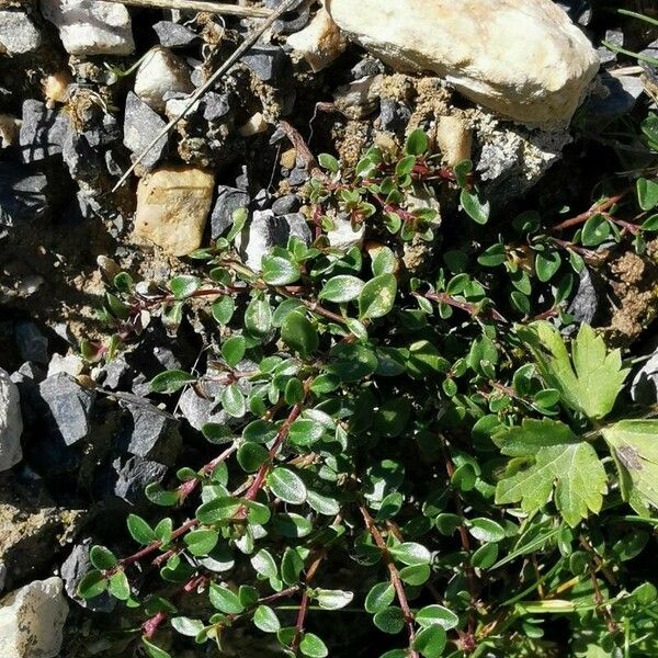 Salix serpillifolia Leht