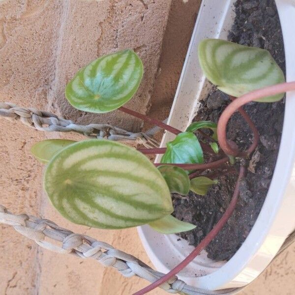 Peperomia argyreia Frunză