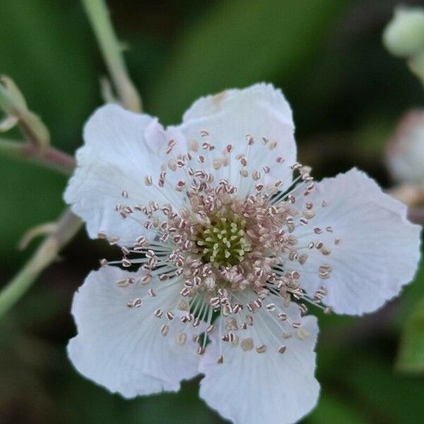 Rubus ulmifolius Кветка