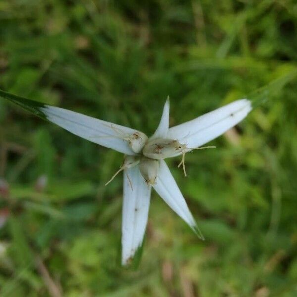 Rhynchospora nervosa Blomst