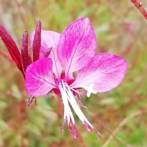 Oenothera lindheimeri Flor