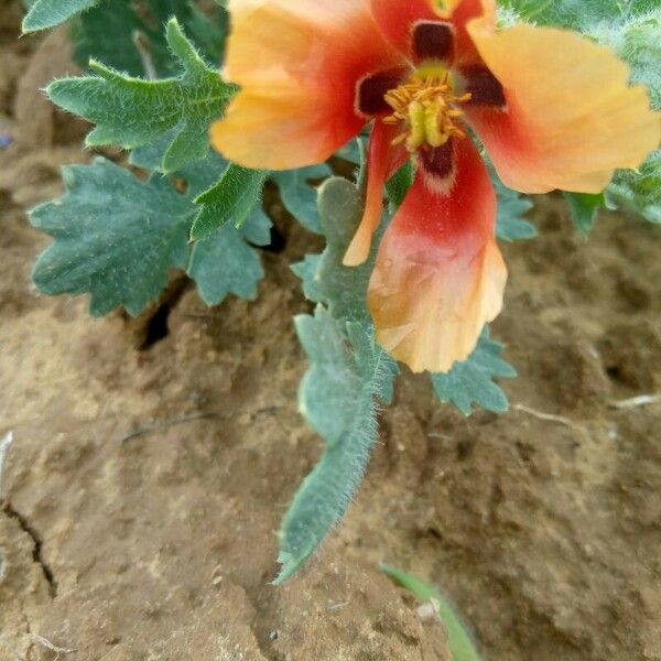 Glaucium corniculatum Квітка