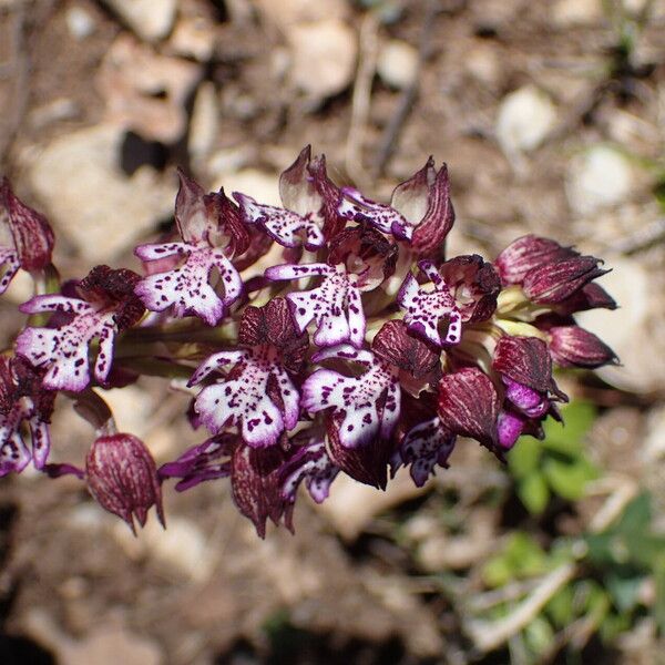 Orchis purpurea Květ