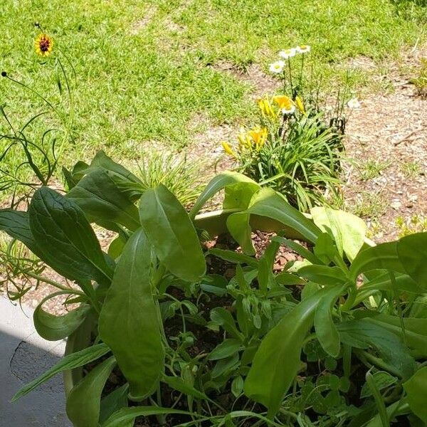 Calendula officinalis Листок