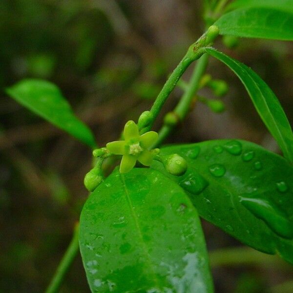 Secamone elliptica Flor