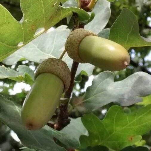 Quercus pubescens Ffrwyth