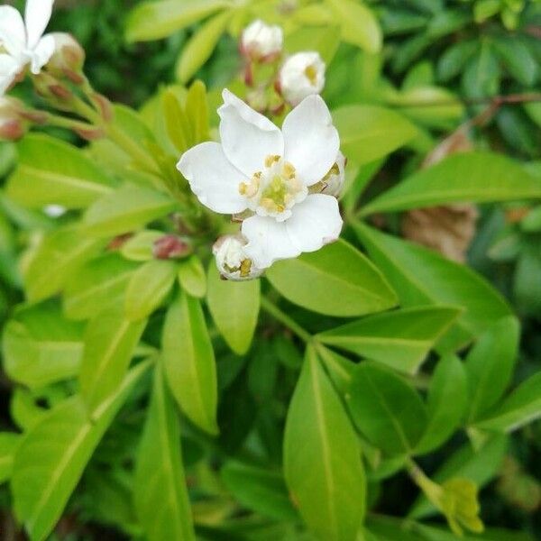 Choisya ternata Blüte