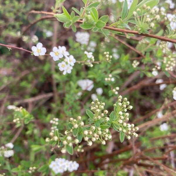 Spiraea thunbergii অভ্যাস