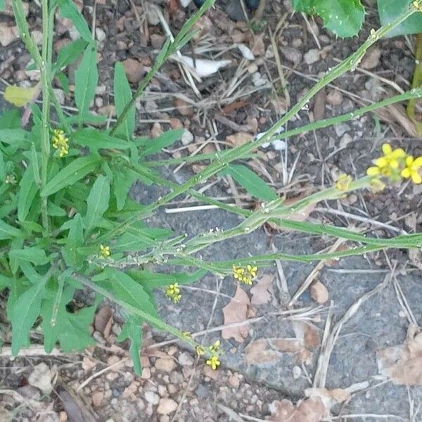 Sisymbrium officinale Hábito