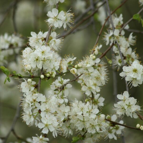 Prunus cocomilia 花