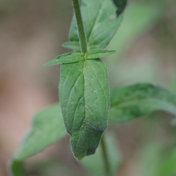 Epilobium parviflorum Deilen