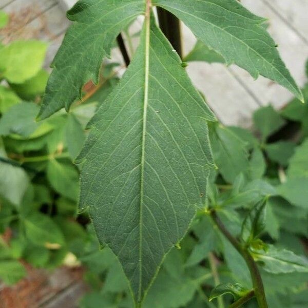 Dahlia pinnata Folha