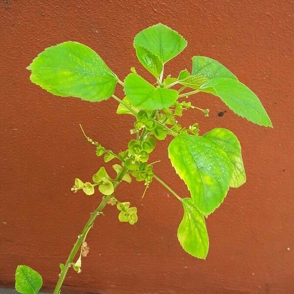 Acalypha indica Blomma