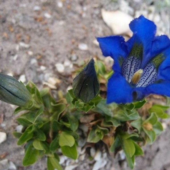 Gentiana acaulis Цветок