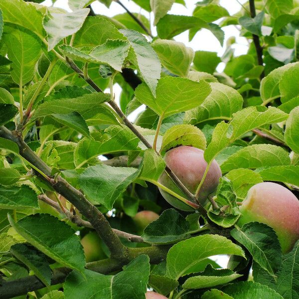 Malus domestica Fruit