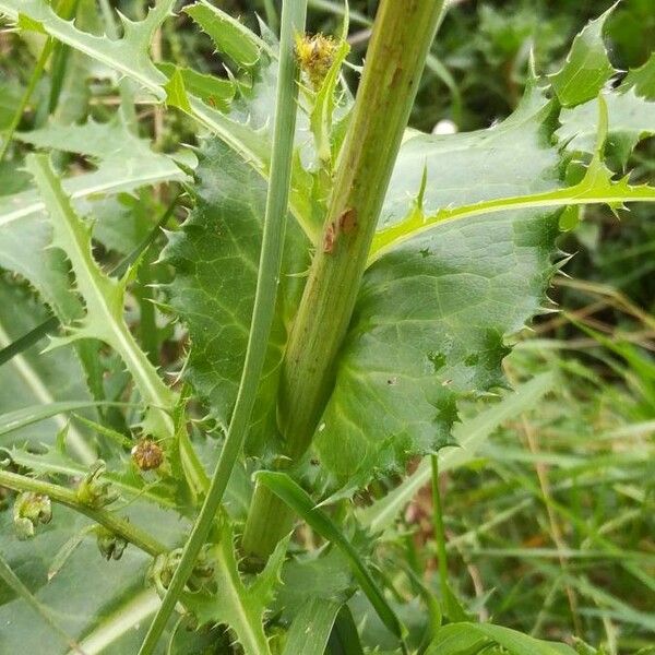 Sonchus arvensis Φλοιός