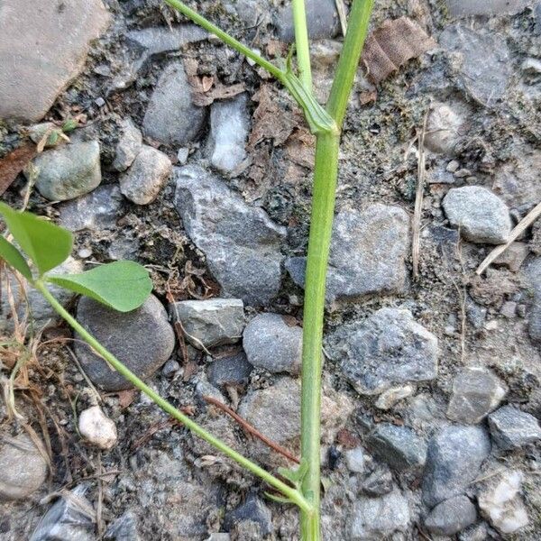 Trifolium alexandrinum Žievė