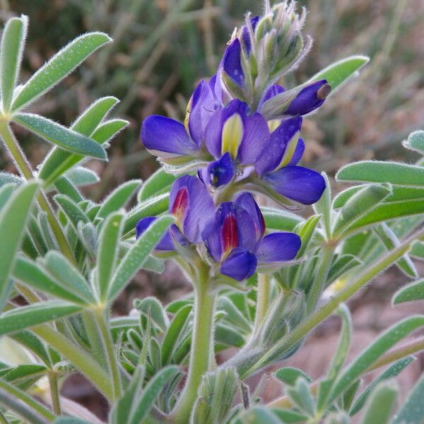 Lupinus digitatus പുഷ്പം