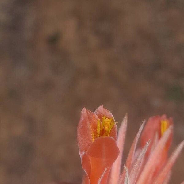 Pitcairnia heterophylla Flower