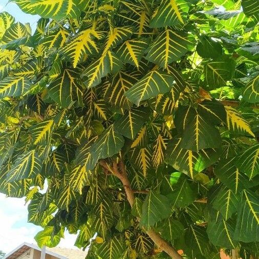 Erythrina variegata 葉