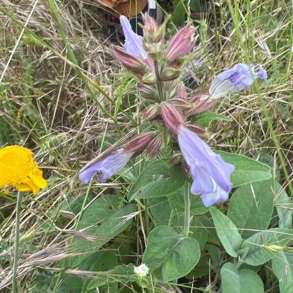 Salvia tomentosa Blomma